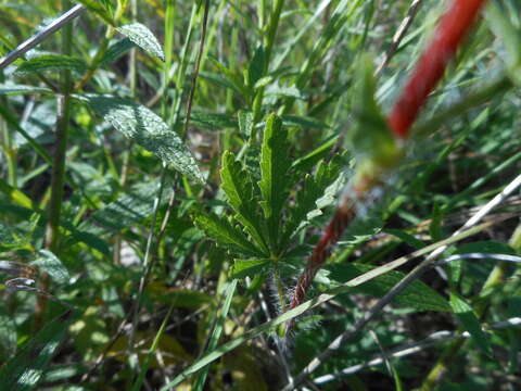 Слика од Potentilla pedata Willd.