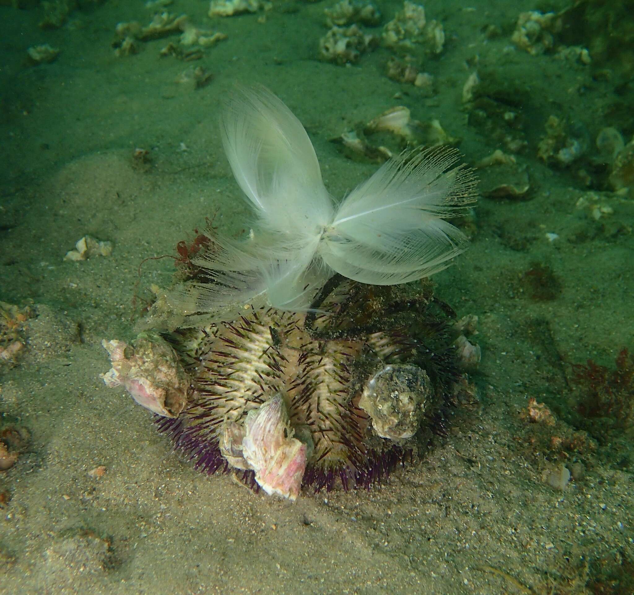 Image of Alexanders sea urchin