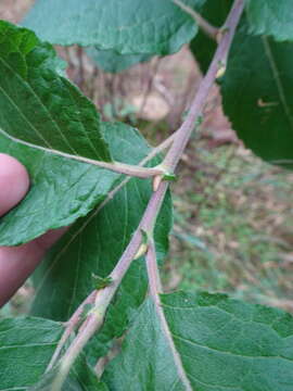 Image of goat willow