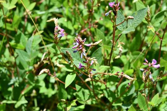 Image of Desmodium pringlei S. Watson