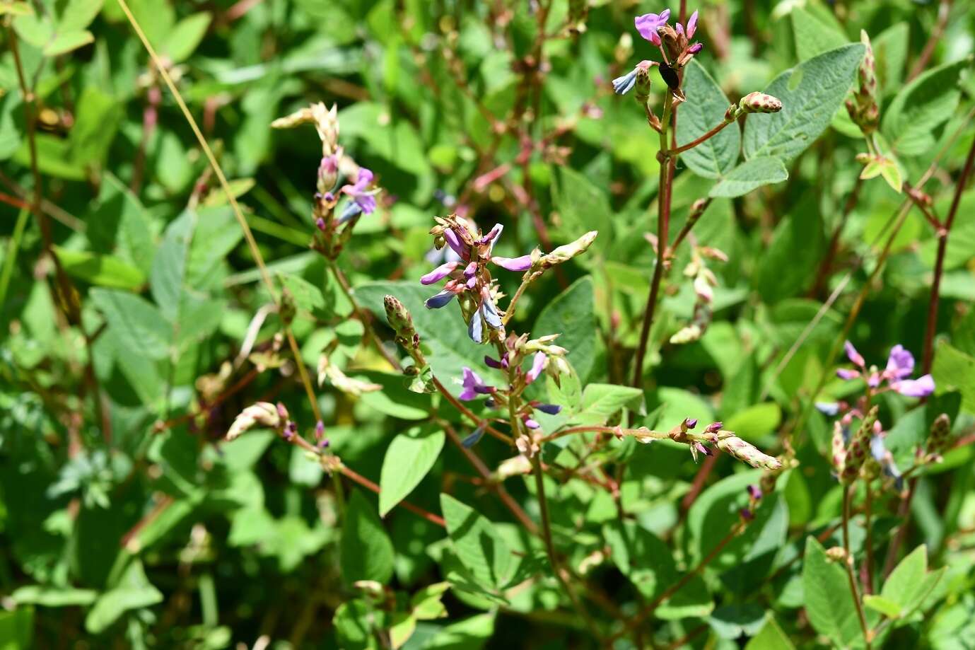 Plancia ëd Desmodium pringlei S. Watson