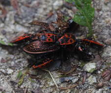 Image of Carabus (Eucarabus) ulrichii Germar 1824