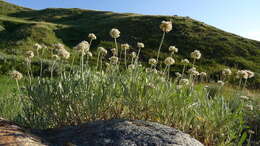 Image of fewflower buckwheat