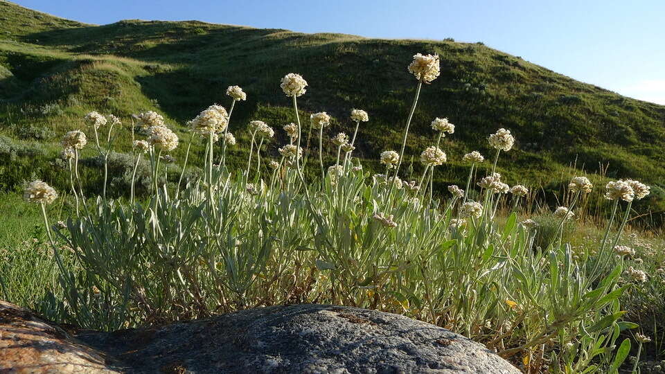 Image of fewflower buckwheat