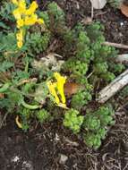 Image de Corydalis curvisiliqua Engelm. ex A. Gray