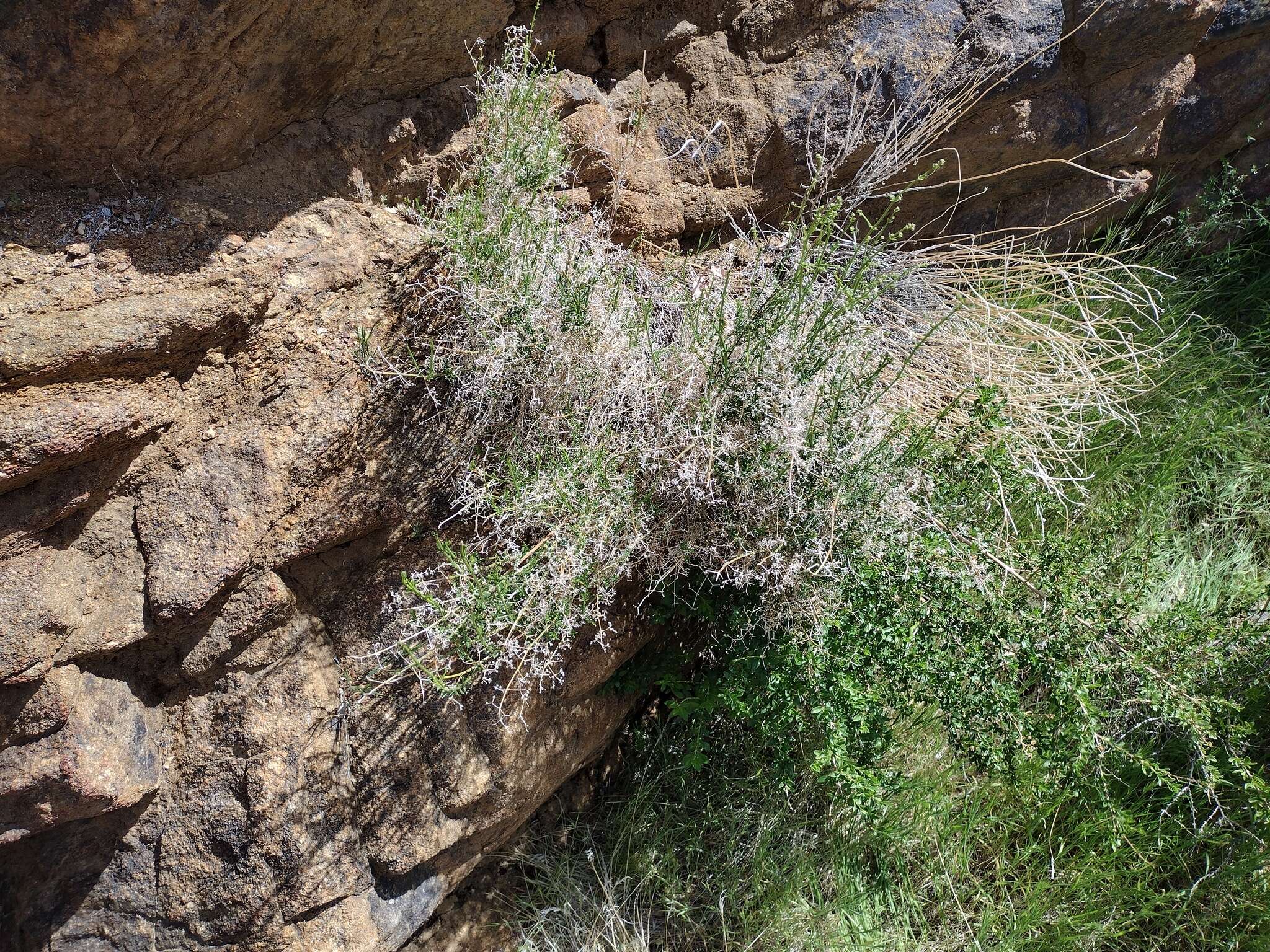 Image of Borrego bedstraw