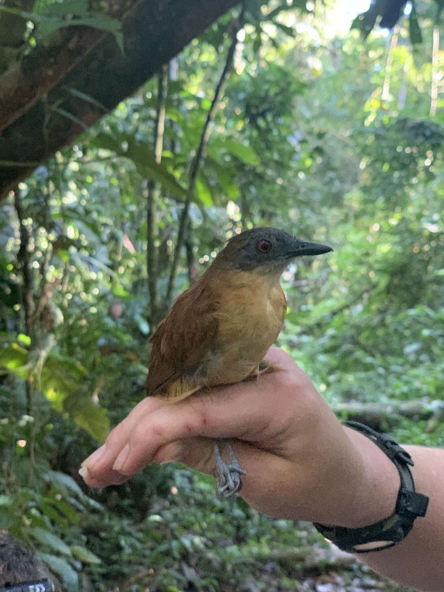 Image of Goeldi's Antbird