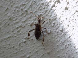 Image of Pine Seed Bug