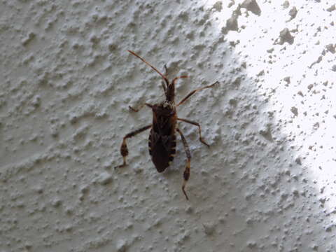 Image of Pine Seed Bug