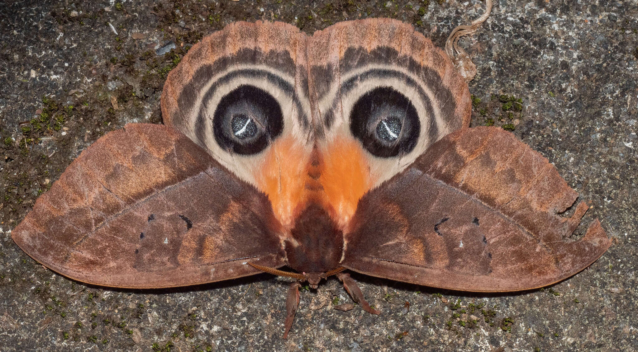 Image of Automeris postalbida Schaus 1900