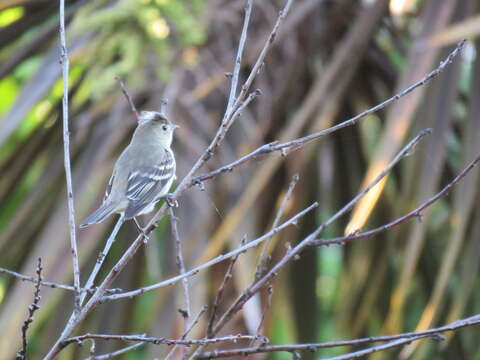 Image of White-crested Elaenia