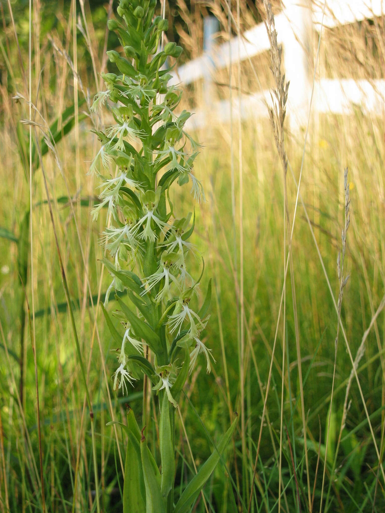 Platanthera lacera (Michx.) G. Don resmi