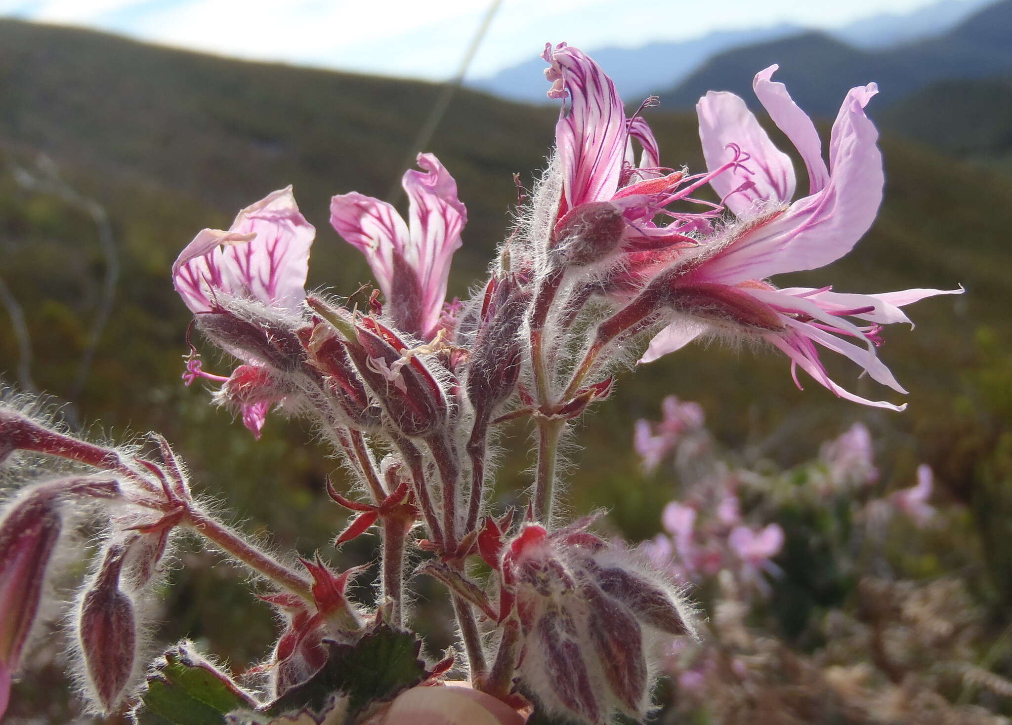 Image of Heart-leaved pelagonium