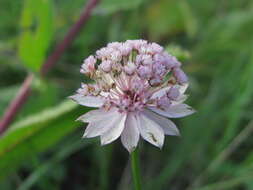 Image of Astrantia major subsp. biebersteinii (Fisch. & C. A. Mey.) I. Grint.