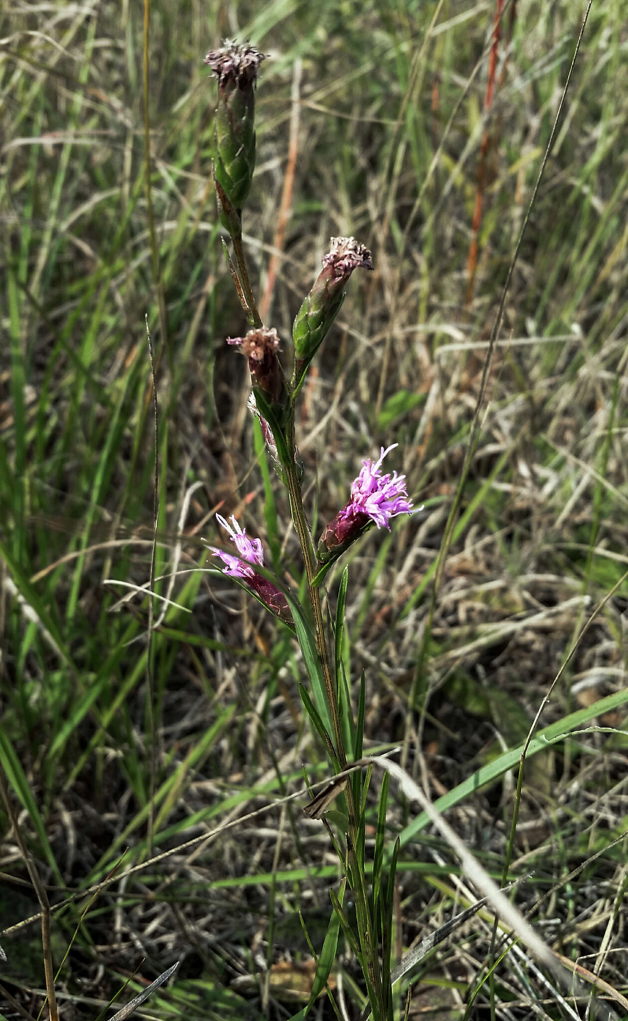 Image of Ontario blazing star