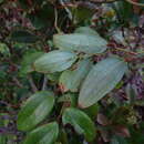 Smilax corbularia Kunth resmi
