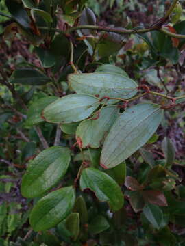 Image of Smilax corbularia Kunth