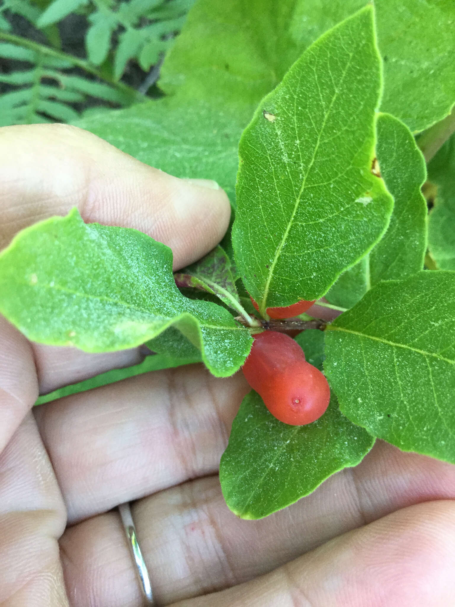 Image of purpleflower honeysuckle