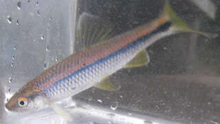 Image of Blue Shiner