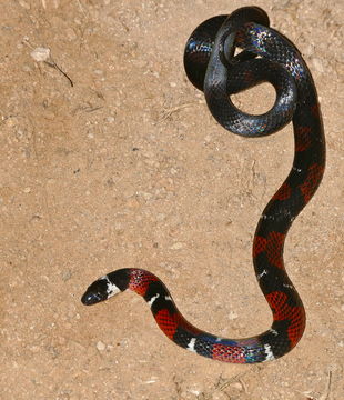 Image of <i>Atractus badius micheli</i>