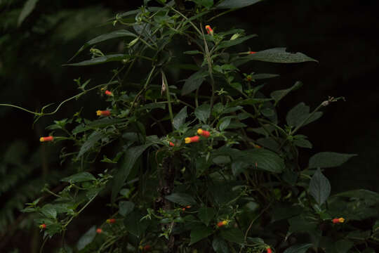 Image of Candy Corn Plant