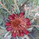 Image of Protea canaliculata Andr.