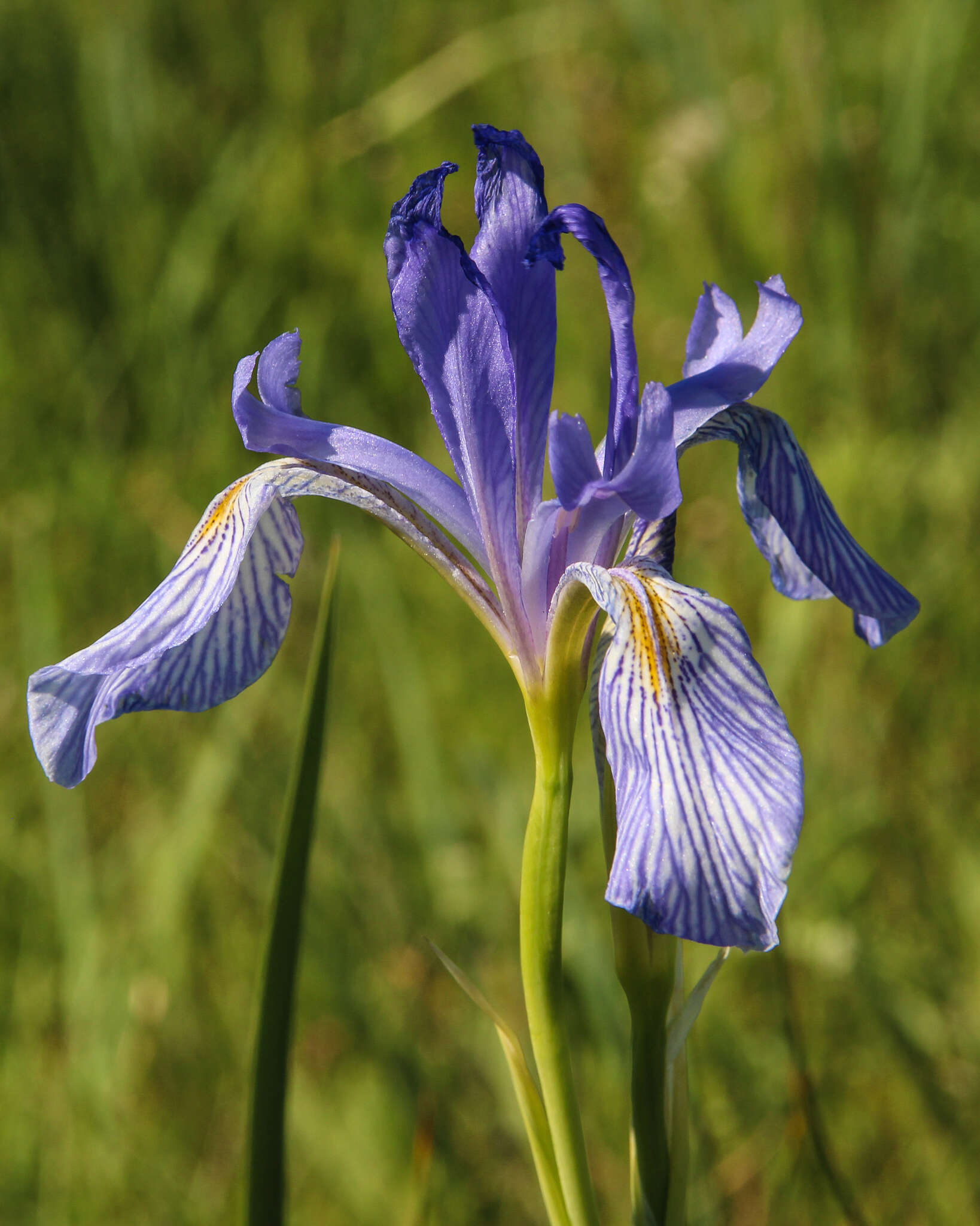 Image of Rocky Mountain iris