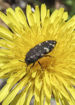 Слика од Acmaeodera idahoensis Barr 1969