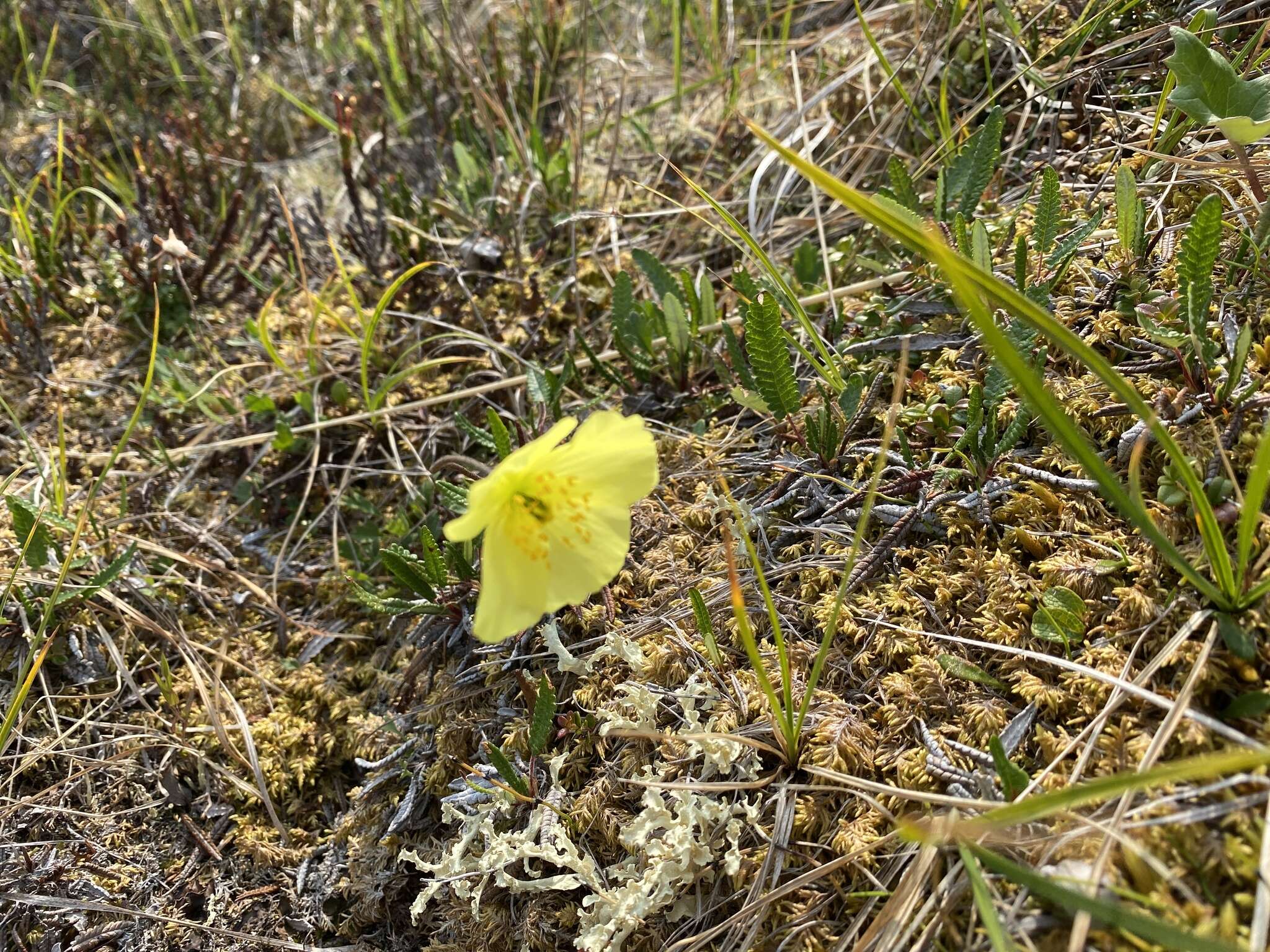 Image of Macoun's poppy