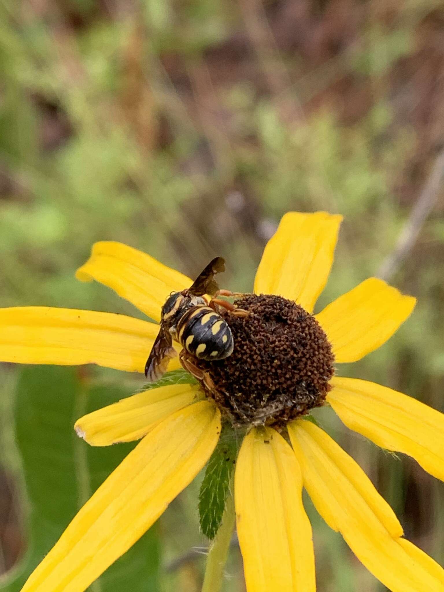 Imagem de Dianthidium curvatum curvatum (Smith 1854)