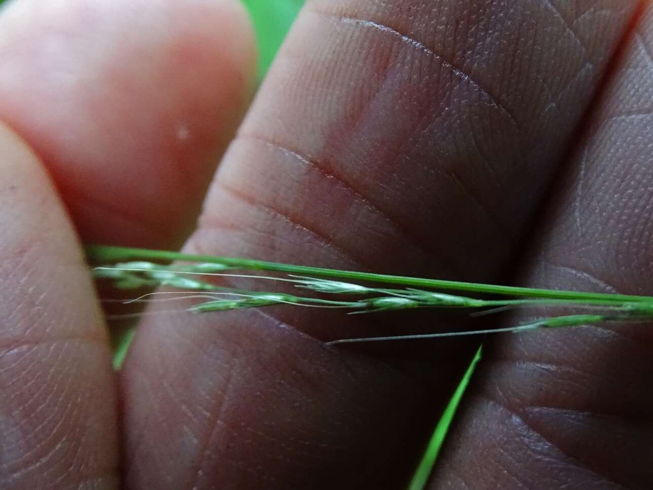 Imagem de Muhlenbergia tenuiflora (Willd.) Britton, Sterns & Poggenb.