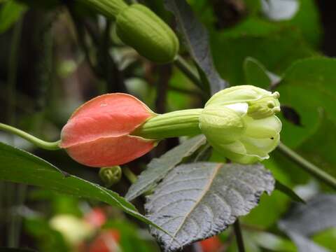 Image of Passiflora ampullacea Harms