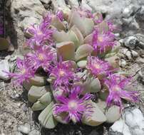 Image of Gibbaeum hartmannianum Thiede & Niesler