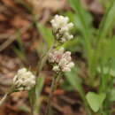 Слика од Antennaria parlinii subsp. fallax (Greene) R. J. Bayer & G. L. Stebbins