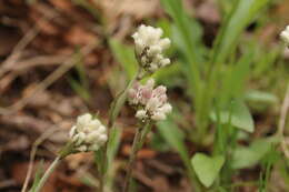 Imagem de Antennaria parlinii subsp. fallax (Greene) R. J. Bayer & G. L. Stebbins