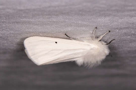 صورة Spilosoma urticae Esper 1789