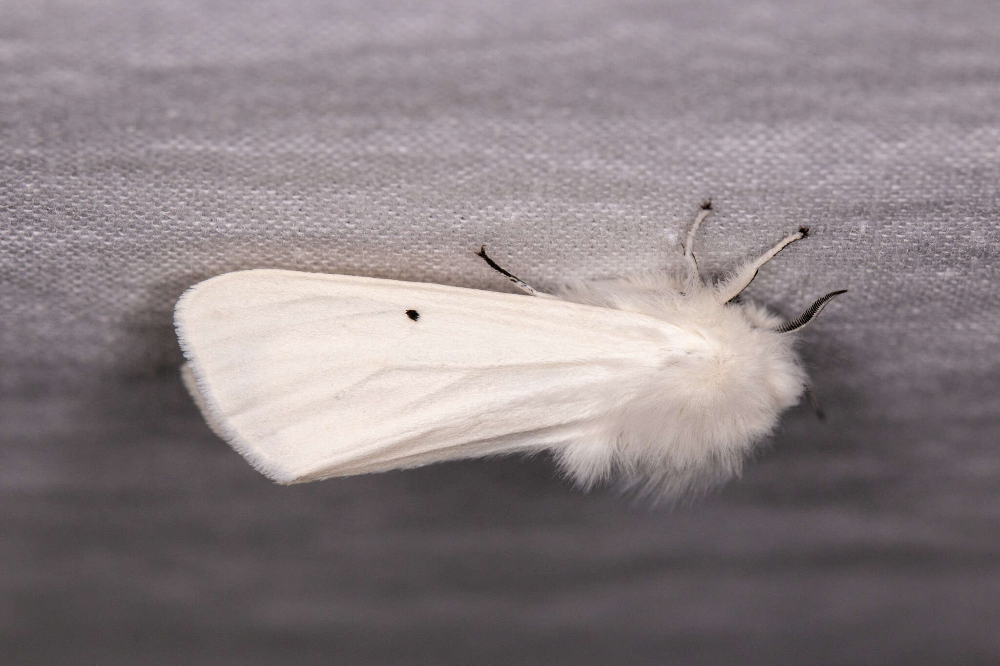 Image of water ermine