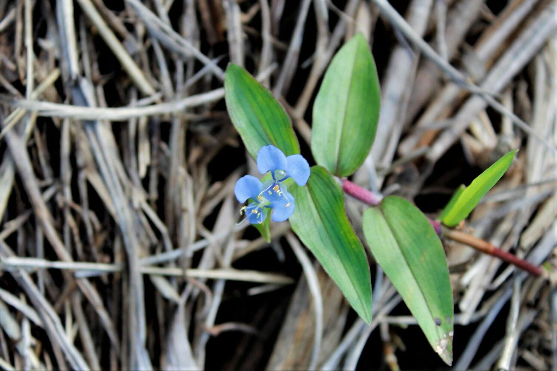 Image of Commelina eckloniana Kunth