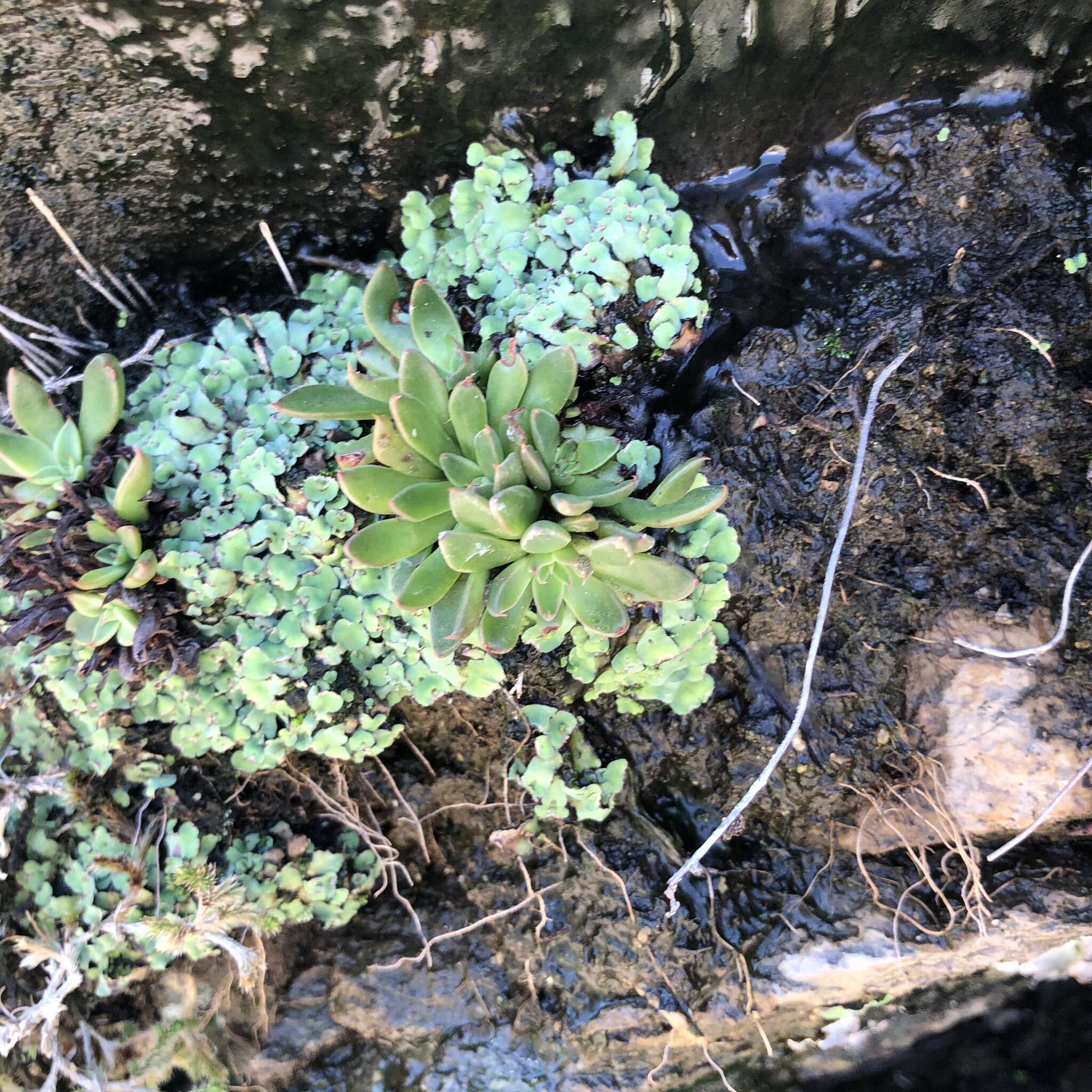 Image of San Francisco River leatherpetal