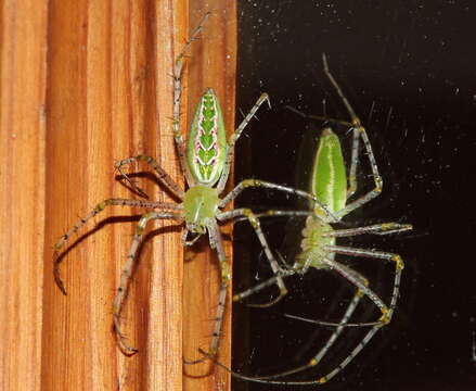 Image de Peucetia striata Karsch 1878