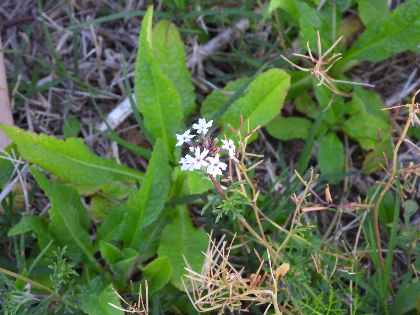 Image de Glandularia tenera (Spreng.) Cabrera