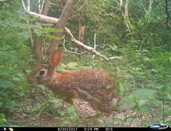 Image of Mexican Cottontail