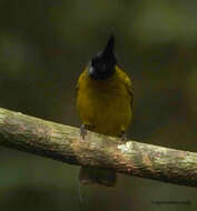 Image of Black-crested Bulbul