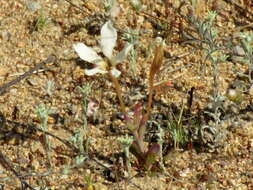 Image of Lapeirousia fabricii subsp. fabricii