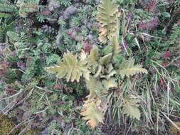 Image of Meconopsis paniculata (D. Don) Prain