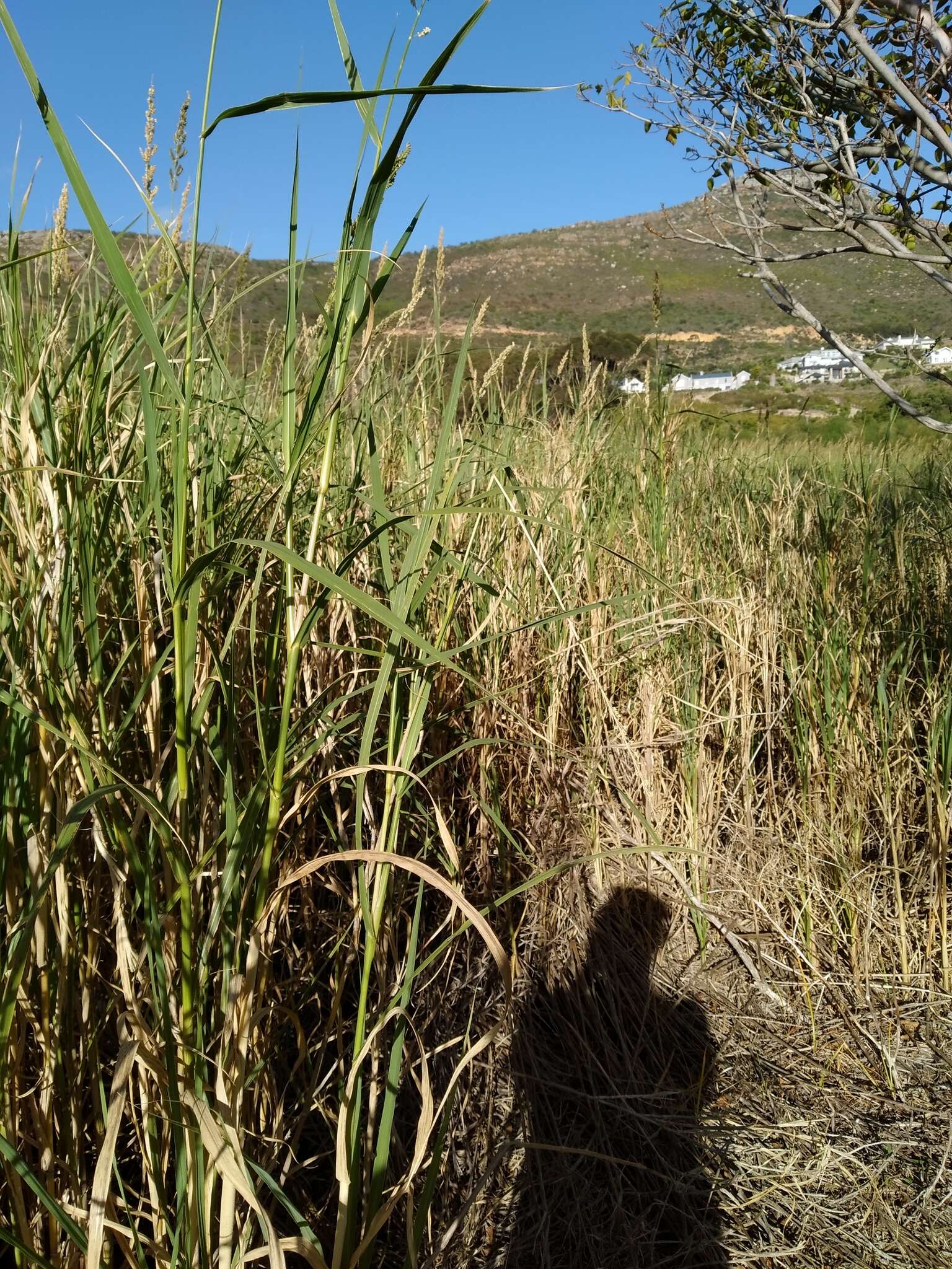 Image of Antelope Grass