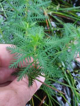 Image of Intermediate Mermaidweed