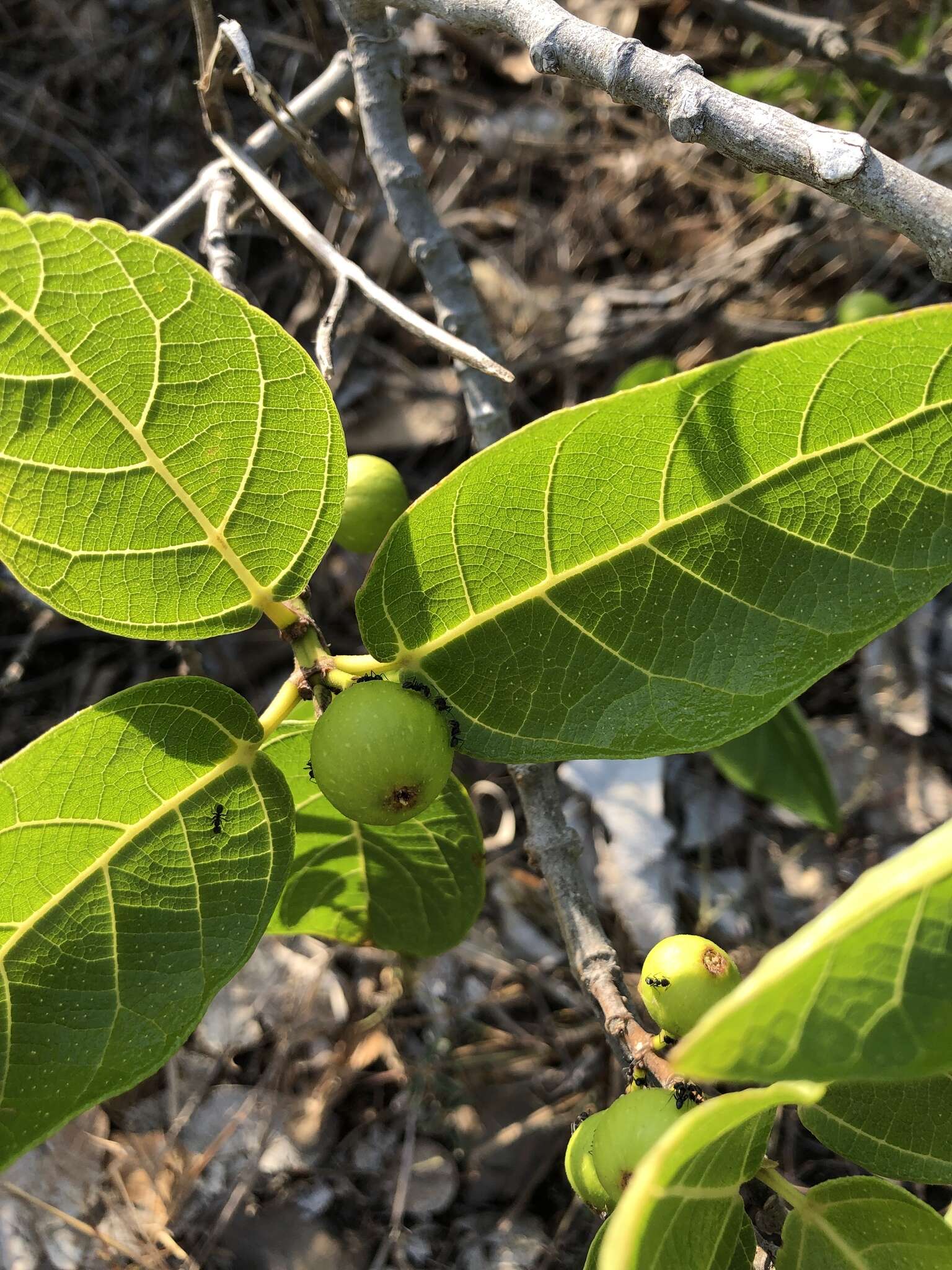 Image of Ficus opposita Miq.