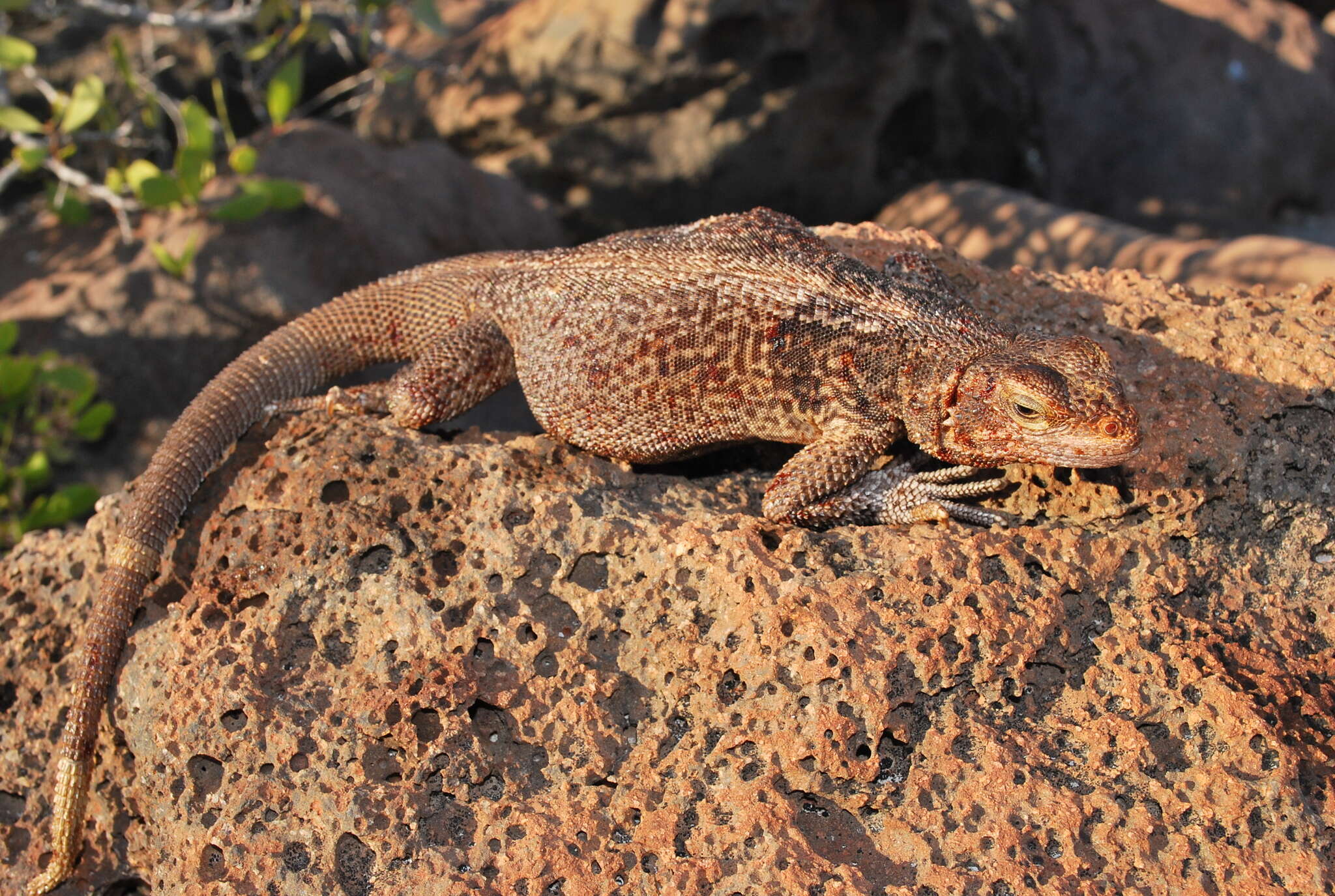 Image of Monserrat Chuckwalla