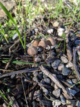 Image of Psathyrella corrugis (Pers.) Konrad & Maubl. 1949